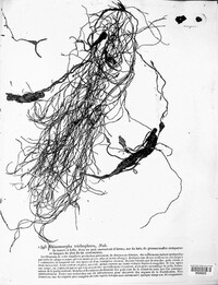 Rhizomorpha trichophora image